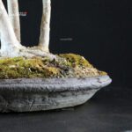 Acer Buergerianum - Kaede - immagine 7
