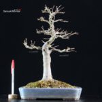 Acer Buergerianum - Kaede - immagine 5
