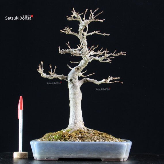 Acer Buergerianum - Kaede - immagine 5