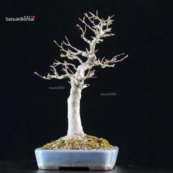 Acer Buergerianum - Kaede - immagine 6