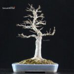Acer Buergerianum - Kaede - immagine 7
