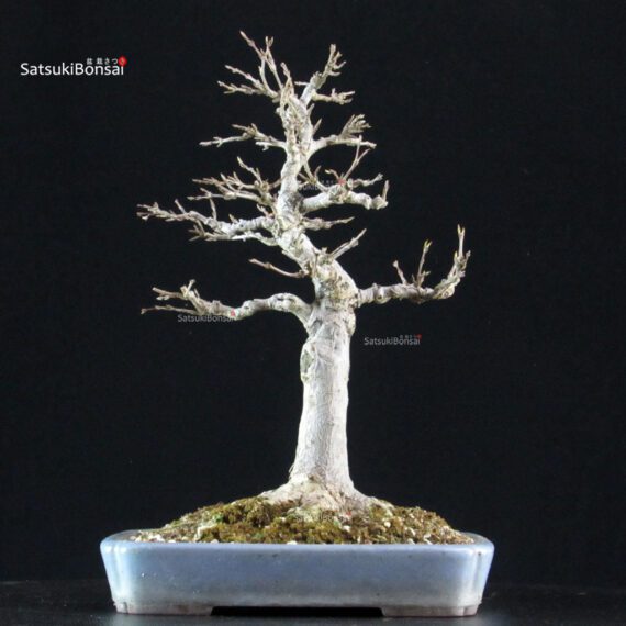 Acer Buergerianum - Kaede - immagine 7