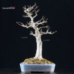 Acer Buergerianum - Kaede - immagine 8