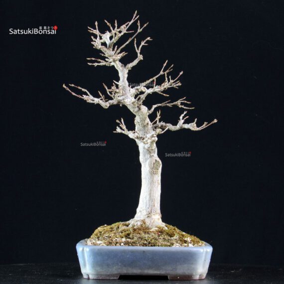 Acer Buergerianum - Kaede - immagine 8