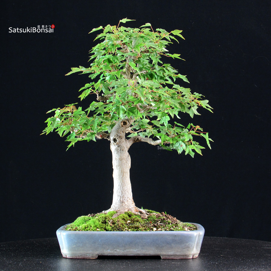 5778_5-Acer buergerianum Acer Buergerianum - Kaede - immagine 1