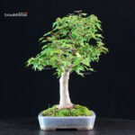 Acer Buergerianum - Kaede - immagine 2