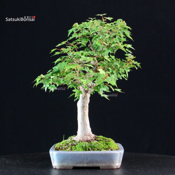 Acer Buergerianum - Kaede - immagine 2
