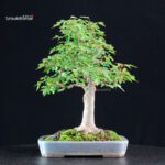 Acer Buergerianum - Kaede - immagine 3