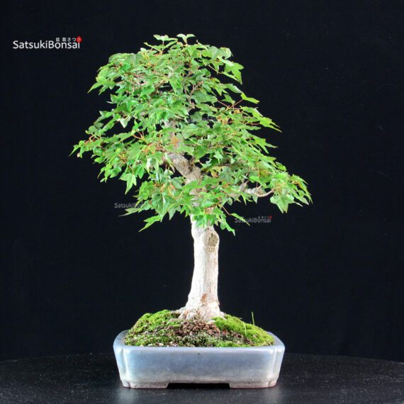 Acer Buergerianum - Kaede - immagine 4