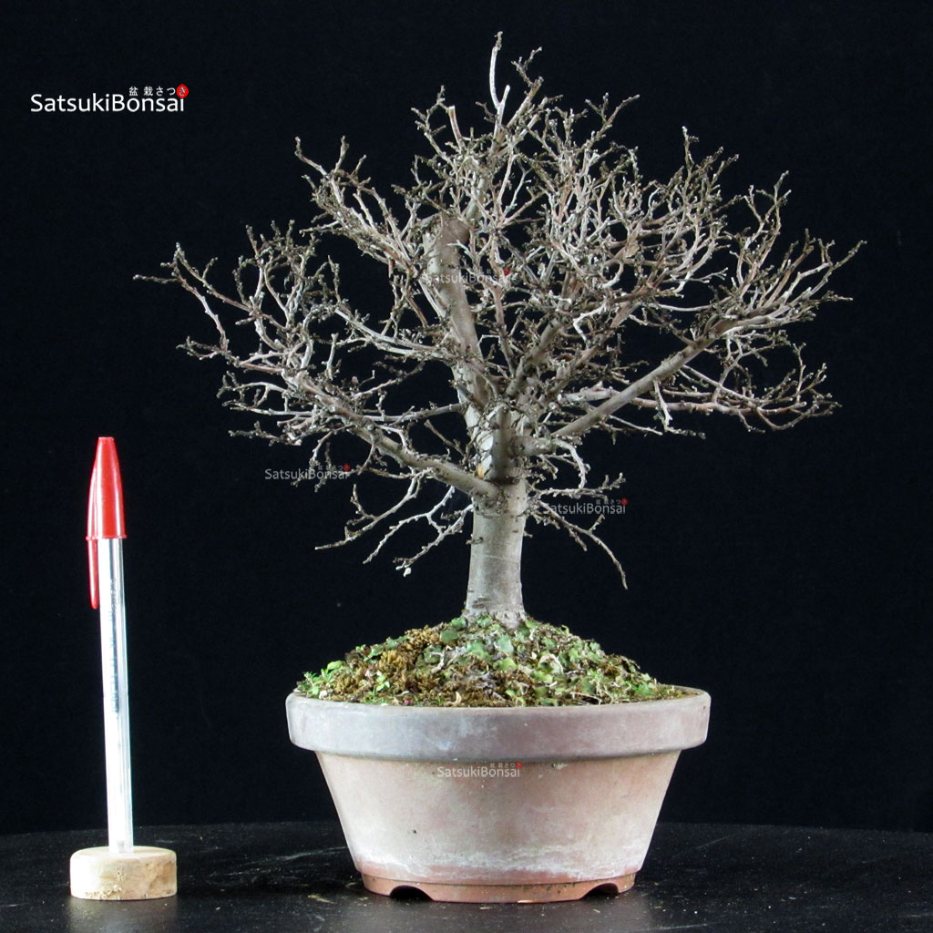 5779_1-Zelkova-serrata Zelkova Serrata - immagine 1