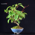 Katsura Japonica - immagine 3