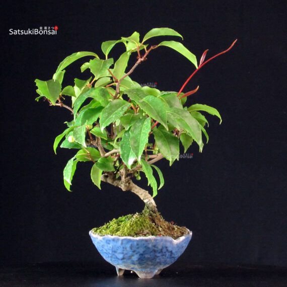 Katsura Japonica - immagine 3