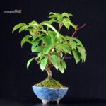 Katsura Japonica - immagine 4