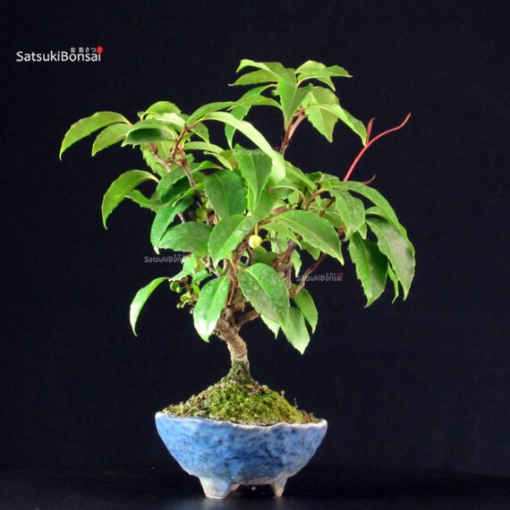 Katsura Japonica - immagine 4