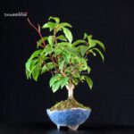 Katsura Japonica - immagine 5