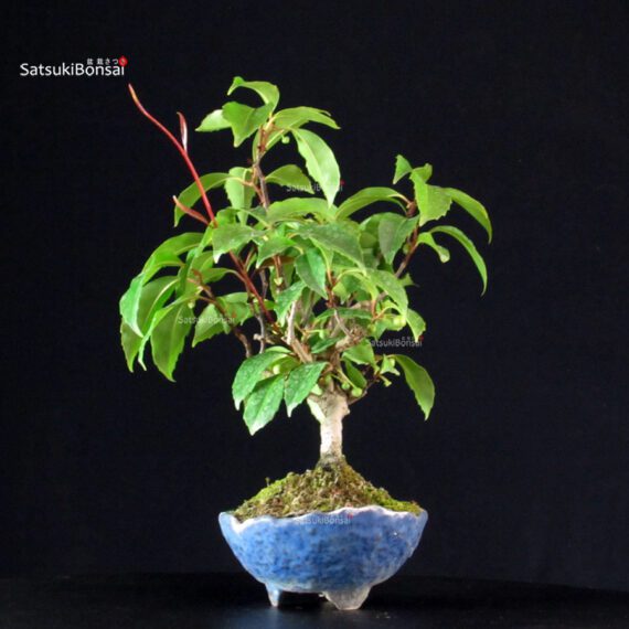 Katsura Japonica - immagine 5