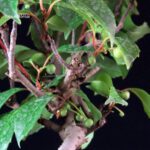 Katsura Japonica - immagine 6