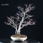 Acero palmato Yamamomiji - immagine 3