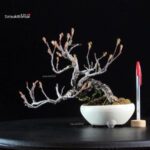 POURTHIAEA VILLOSA - immagine 3