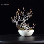 POURTHIAEA VILLOSA - immagine 4