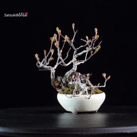 POURTHIAEA VILLOSA - immagine 4