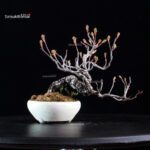 POURTHIAEA VILLOSA - immagine 5