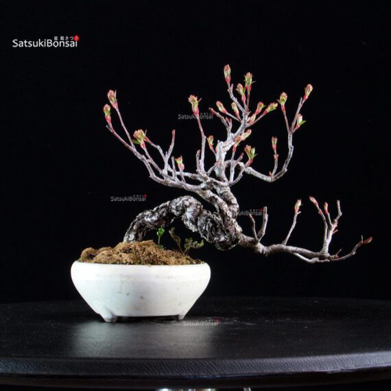 POURTHIAEA VILLOSA - immagine 5