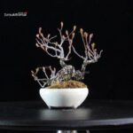 POURTHIAEA VILLOSA - immagine 6