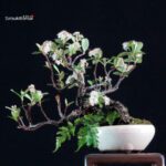 POURTHIAEA VILLOSA