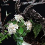 POURTHIAEA VILLOSA - immagine 2