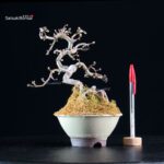 Crataegus Cuneata - Biancospino - immagine 2