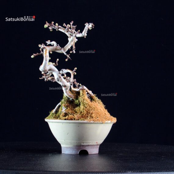 Crataegus Cuneata - Biancospino - immagine 3