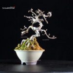 Crataegus Cuneata - Biancospino - immagine 4