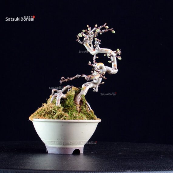Crataegus Cuneata - Biancospino - immagine 5