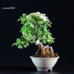 Crataegus Cuneata - Biancospino