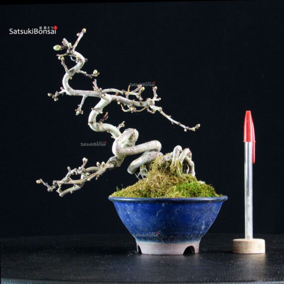 Crataegus Cuneata - Biancospino - immagine 2