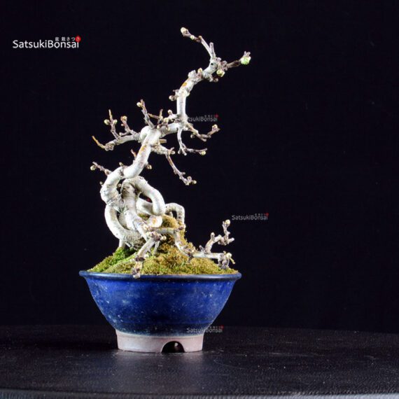 Crataegus Cuneata - Biancospino - immagine 3
