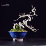 Crataegus Cuneata - Biancospino - immagine 4