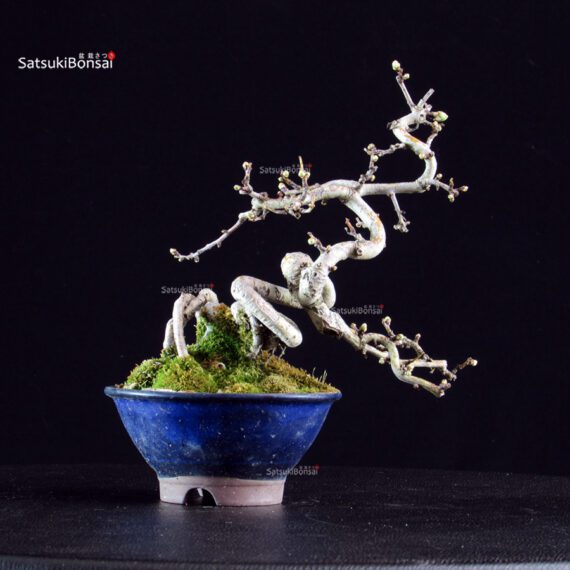 Crataegus Cuneata - Biancospino - immagine 4