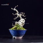 Crataegus Cuneata - Biancospino - immagine 5
