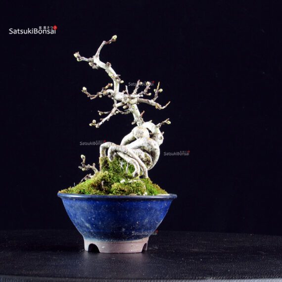 Crataegus Cuneata - Biancospino - immagine 5