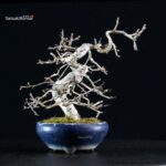 Crataegus Cuneata - Biancospino Rosa - immagine 6