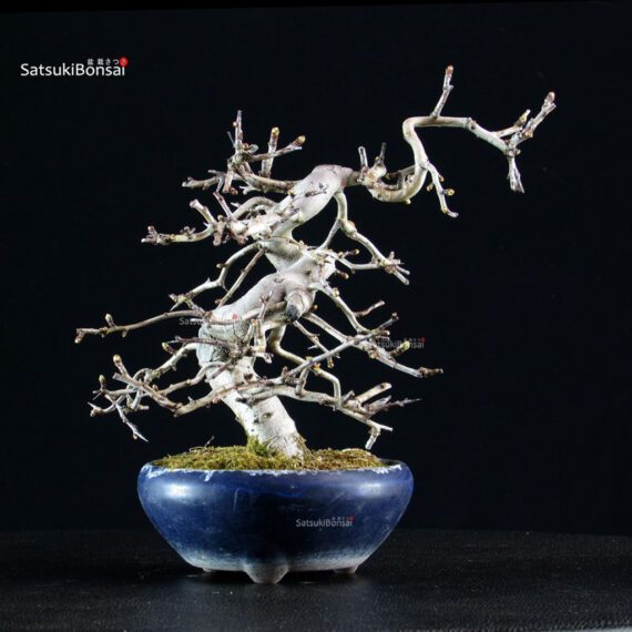Crataegus Cuneata - Biancospino Rosa - immagine 6