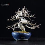 Crataegus Cuneata - Biancospino Rosa - immagine 7