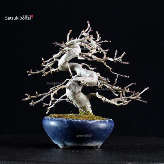 Crataegus Cuneata - Biancospino Rosa - immagine 7