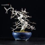 Crataegus Cuneata - Biancospino Rosa - immagine 8