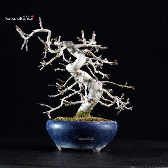 Crataegus Cuneata - Biancospino Rosa - immagine 8