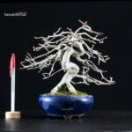 Crataegus Cuneata - Biancospino Rosa - immagine 5