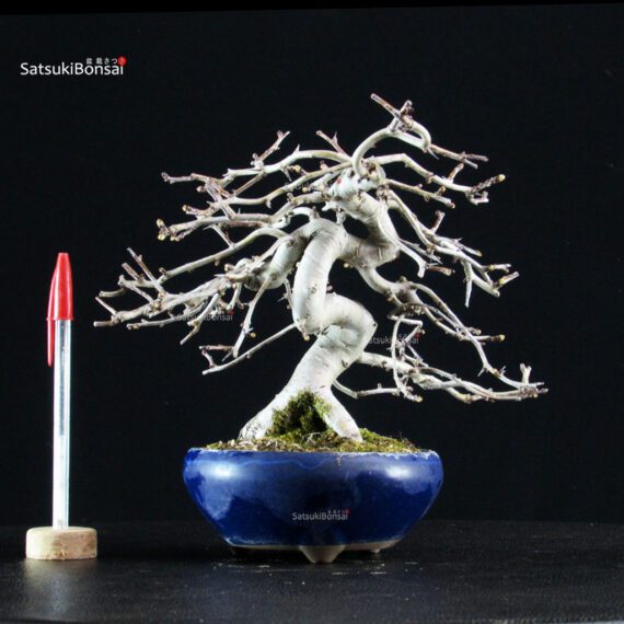 Crataegus Cuneata - Biancospino Rosa - immagine 5