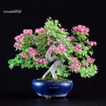 Crataegus Cuneata - Biancospino Rosa